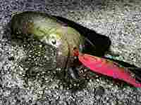 ファーストキャスト エギングのインプレ評価 徹底比較 買わなきゃ損 あんぶろ アングラーズブログ ファーストキャスト エギングのインプレ評価 徹底比較 買わなきゃ損 あんぶろ アングラーズブログ