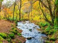 渓流のポイント