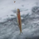 釣れたワカサギ