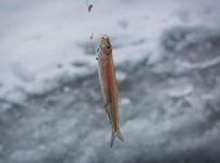 釣れたワカサギ